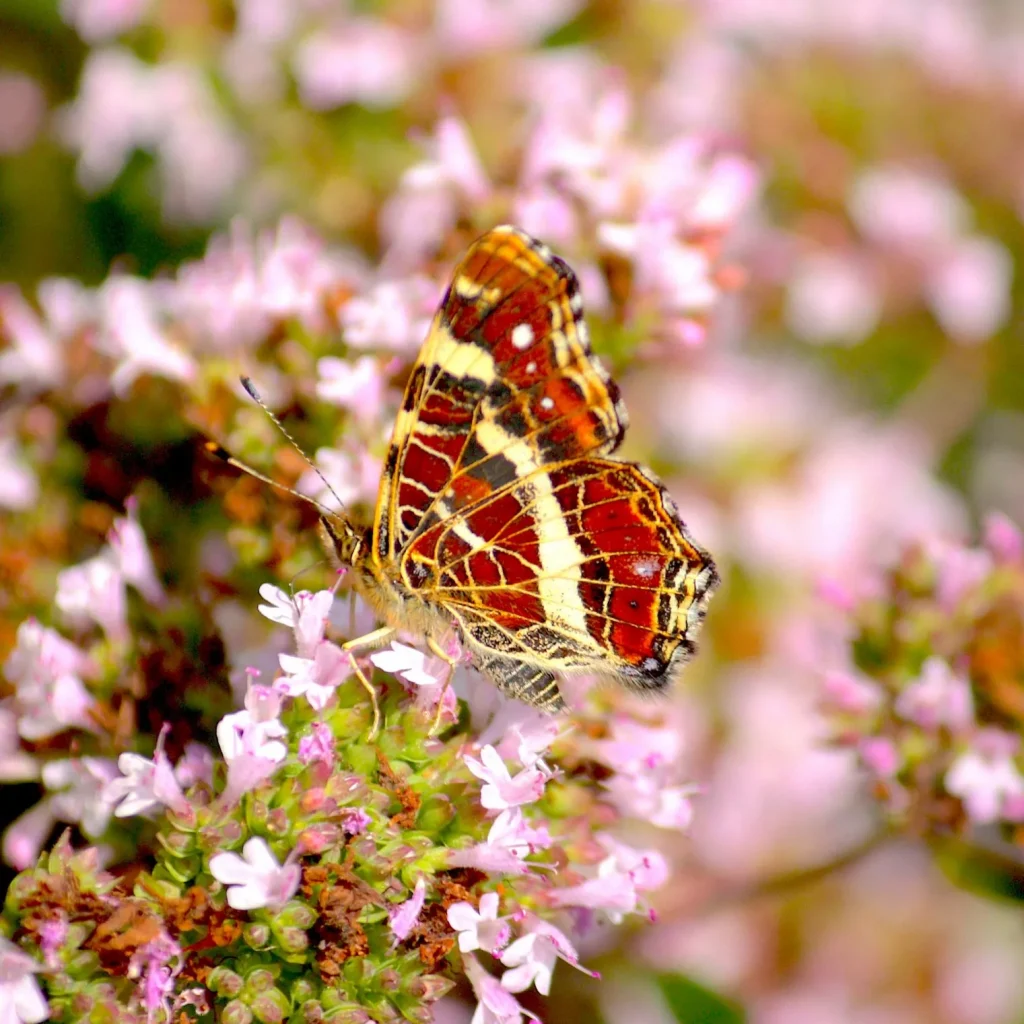 Wilde Marjolein