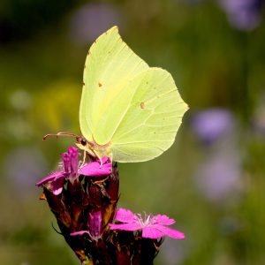 Citroenvlinder