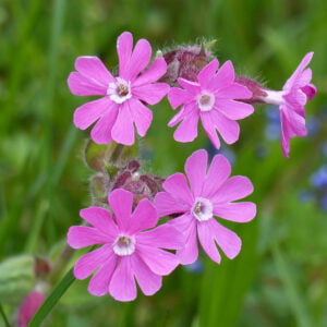 Dagkoekoeksbloem