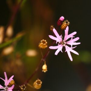 Echte koekoeksbloem