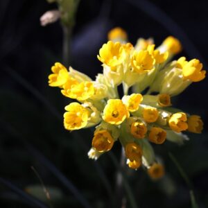 Gulden Sleutelbloem