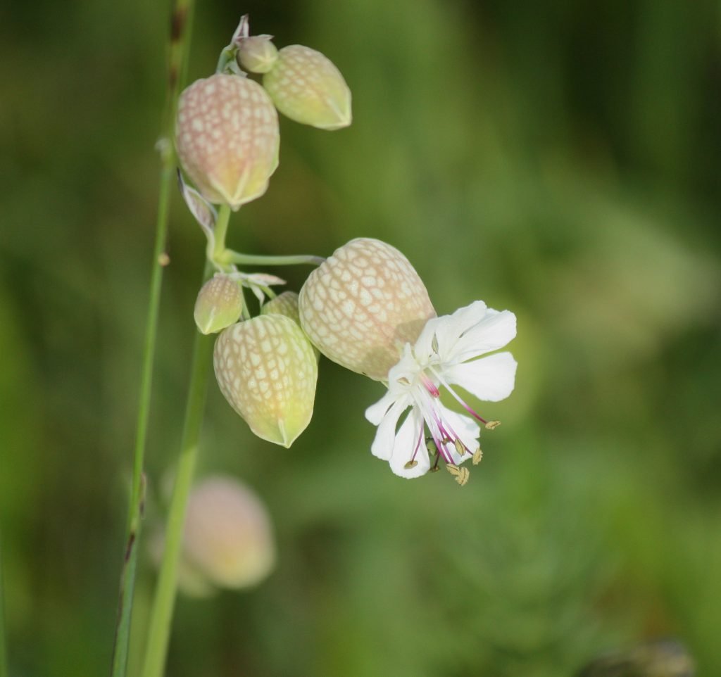 Blaassilene