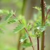 Kleine pimpernel blad