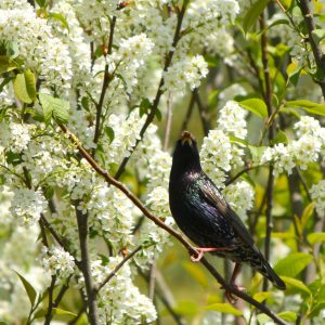 Europese vogelkers