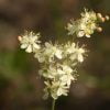 Knolspirea