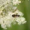 Moerasspirea