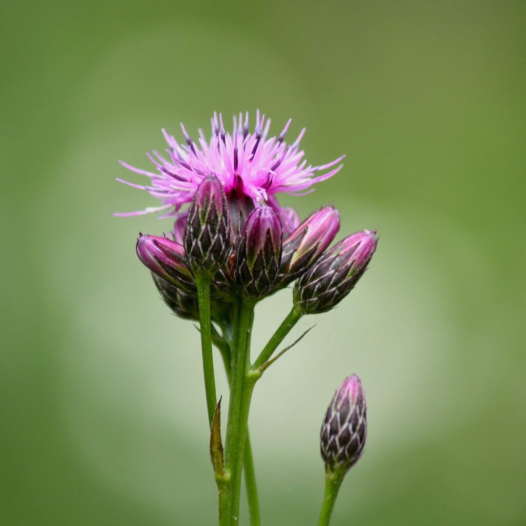 Zaagblad