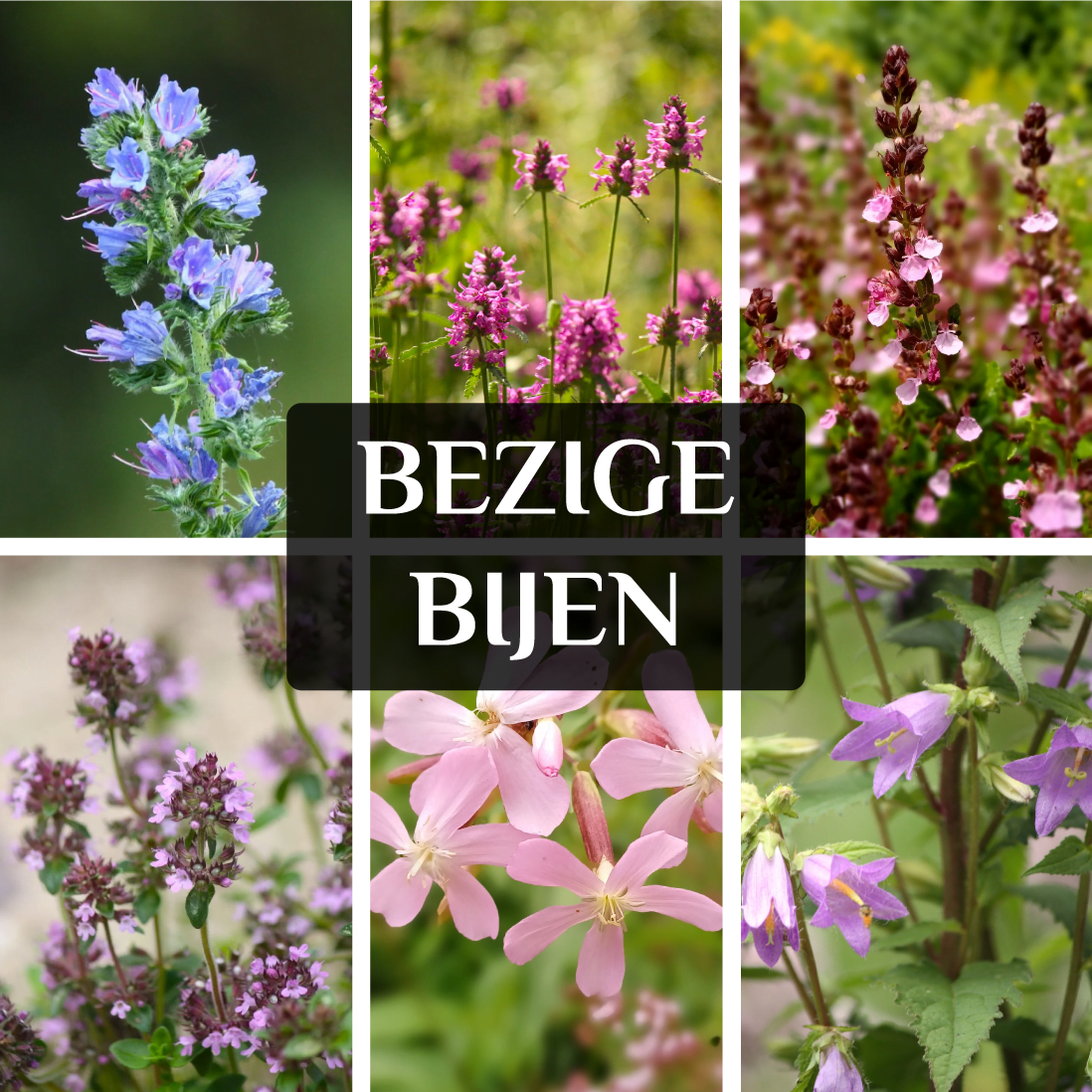 bijen planten nectar waardplant