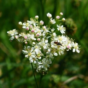 Knolspirea