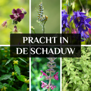 inheemse schaduwplanten