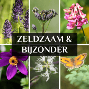 zeldzaam en bijzonder inheemse planten