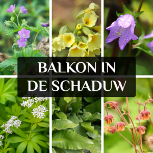 schaduwplanten voor op het balkon