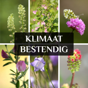 klimaatbestendige inheemse planten