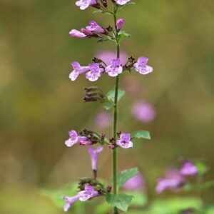 clinopodium menthifolium